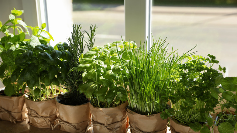 various herbs growing on windowsill