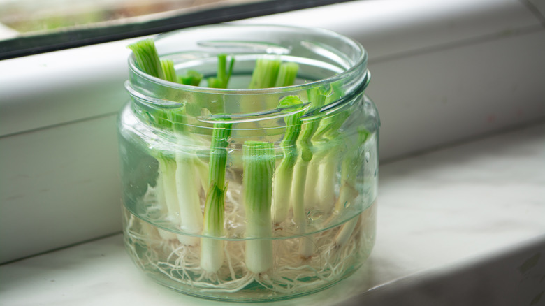 several roots from a green onion placed in a glass jar filled with a bit of water on a window sill beginning to sprout and grow
