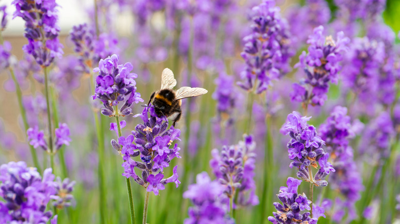 a bumblebee feeding on lavender blossoms