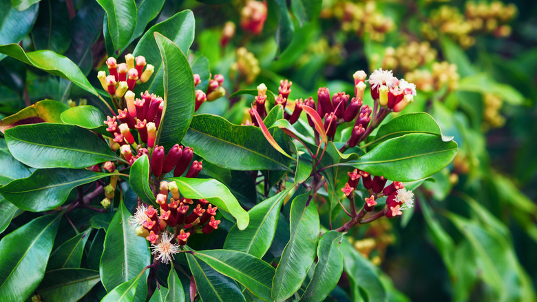 Close up of clove flowers on a tree
