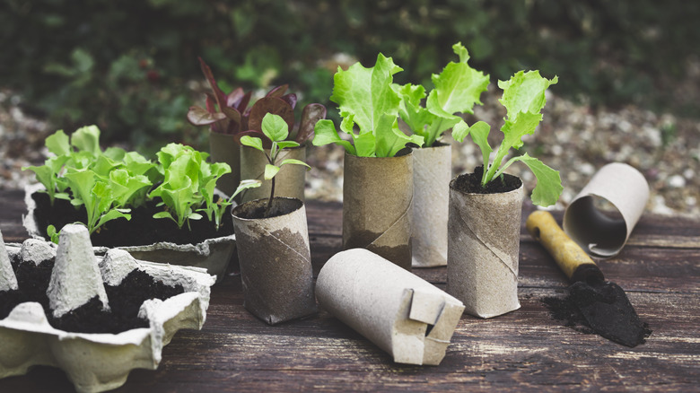 vegetable seedlings growing in toilet paper cardboard rolls