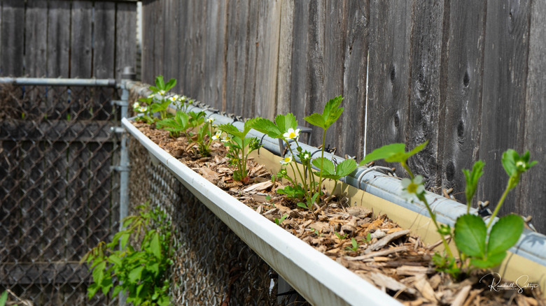 Strawberries growing in gutter-style planter along a metal and wooden fence