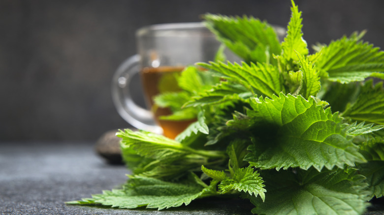 A bunch of bright green nettle leaves in front of a cup of nettle tea