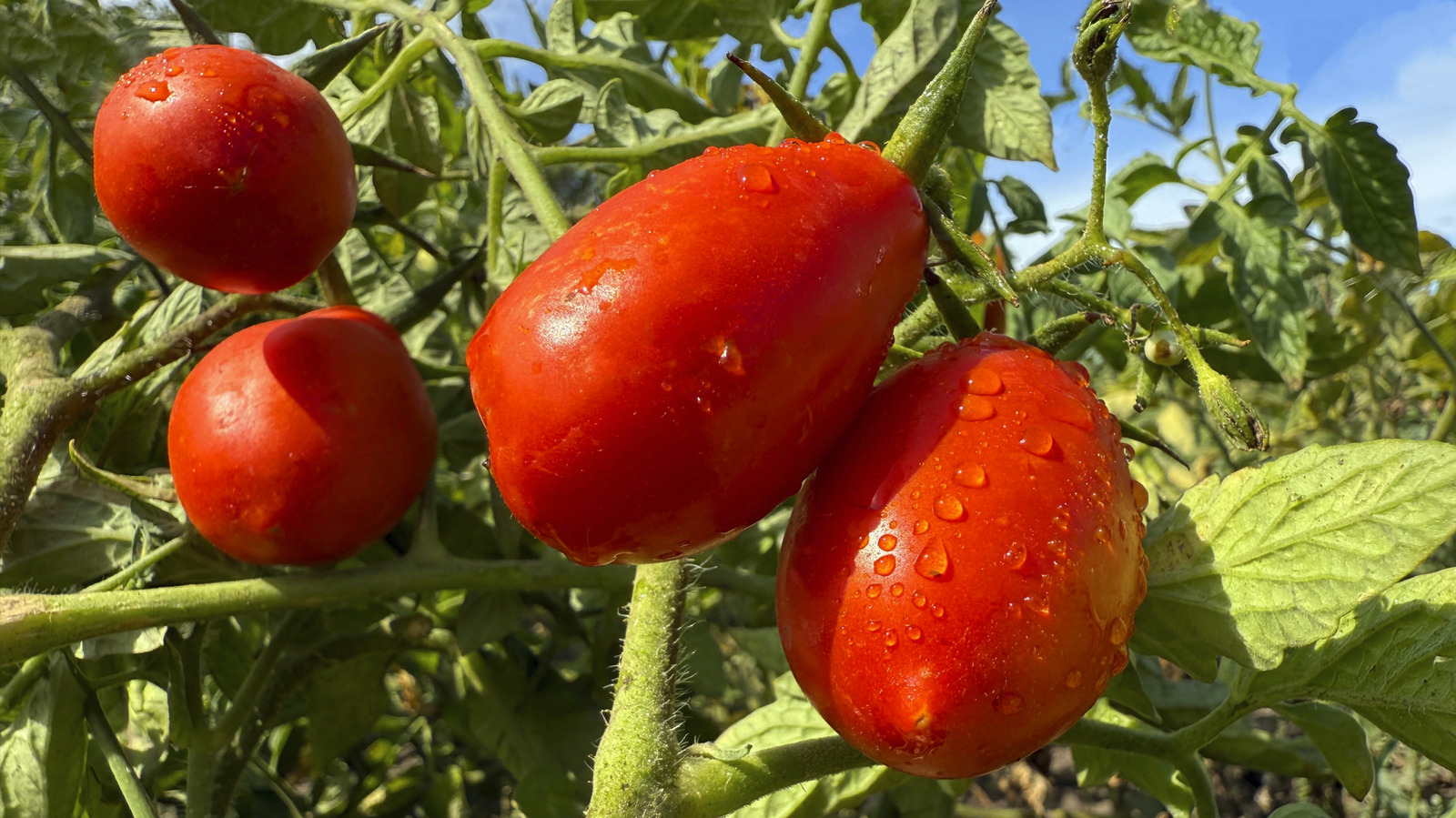 Growing Tomatoes? This Eco-Friendly Flavor Booster Is Already In Your Yard