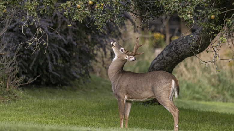 A young buck eating apples off a tree