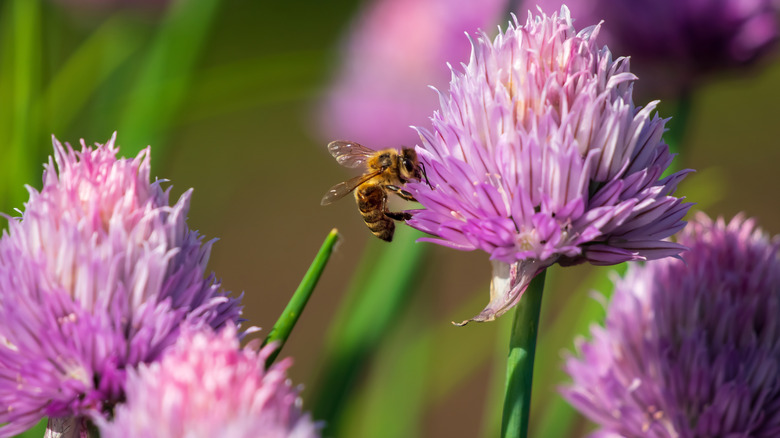 chive blossom