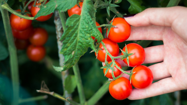 Close up of cherry tomatos on the vine