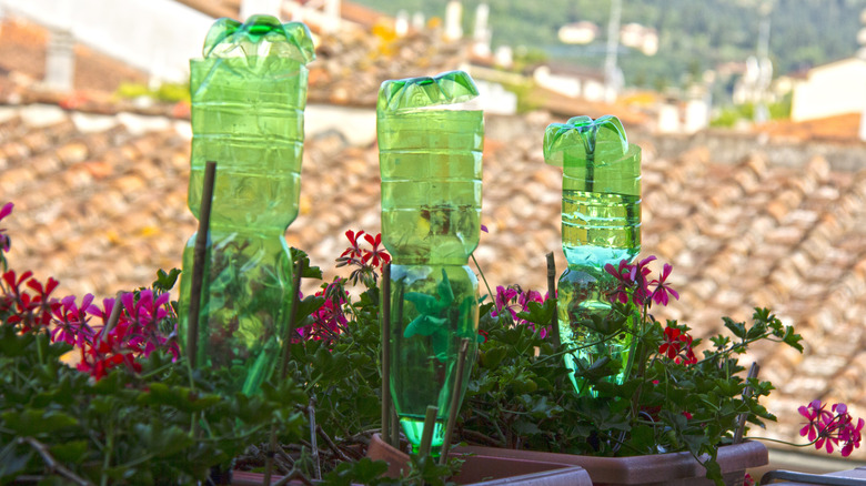 Plastic water bottles in the garden