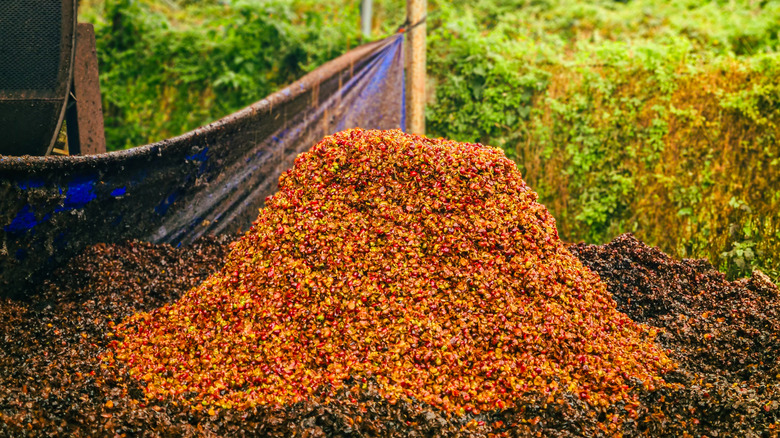 Cascara coffee cherry husks