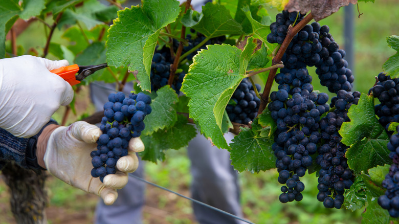 Person in vineyard hand-picks Pinot Noir grapes with tool.