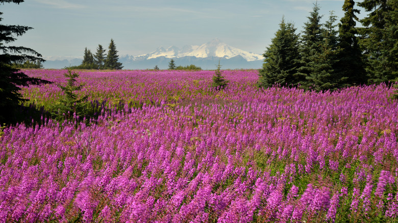 Fields of fireweed growing in Alaska