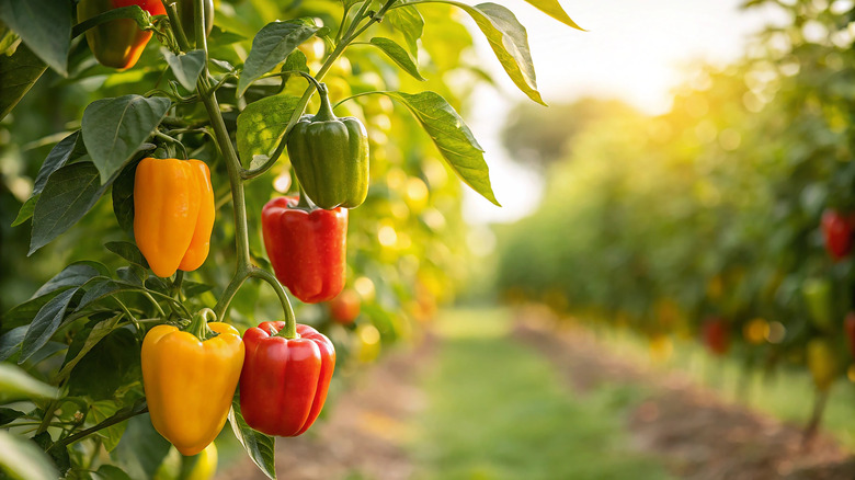 bell peppers of varied ripeness, growing on a pepper plant