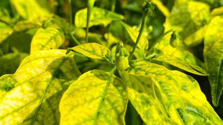 a pepper plant in which its green leaves are started turning yellow