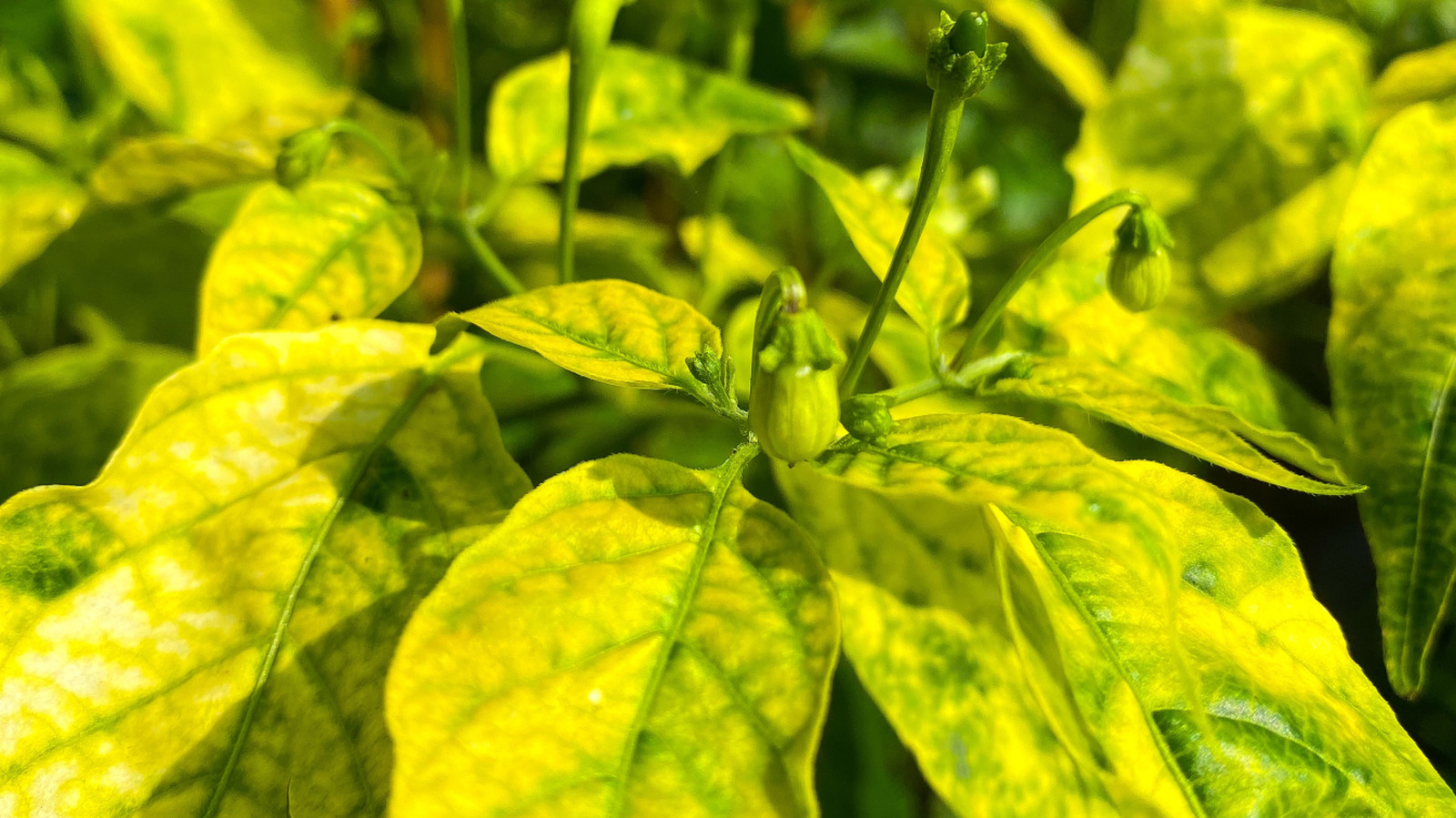 Here's What It Means If Your Pepper Plant's Leaves Turn Yellow