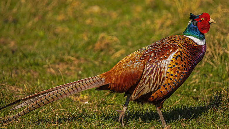 A colorful pheasant