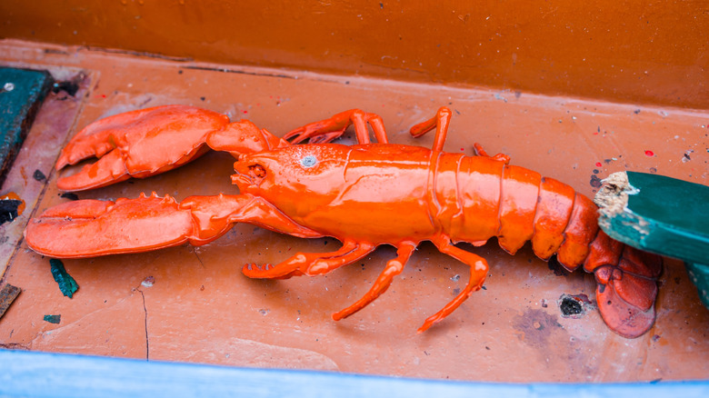How Orange Lobsters Get Their Rare Color