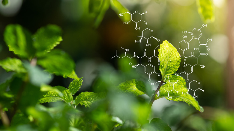 Chemical structure and mint plant