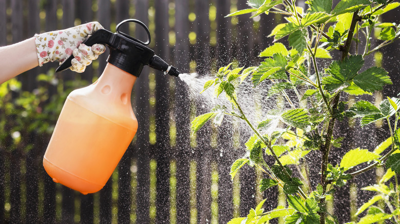 A person spraying a plant with an orange bottle