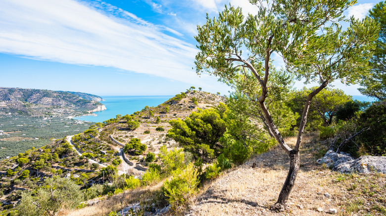olive tree in Puglia overlooking the Adriatic sea