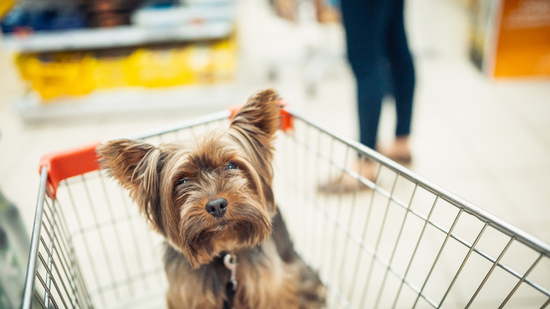 Small dog in green shopping basket at store