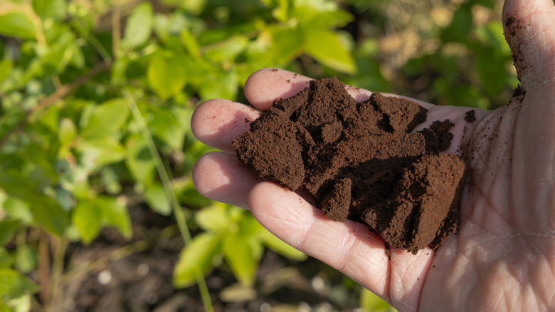 a gardener's hand holding coffee grounds for fertilizing