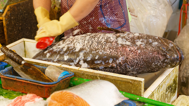 A worker scales a giant grouper