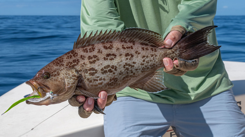 A person on a boat holds a grouper fish