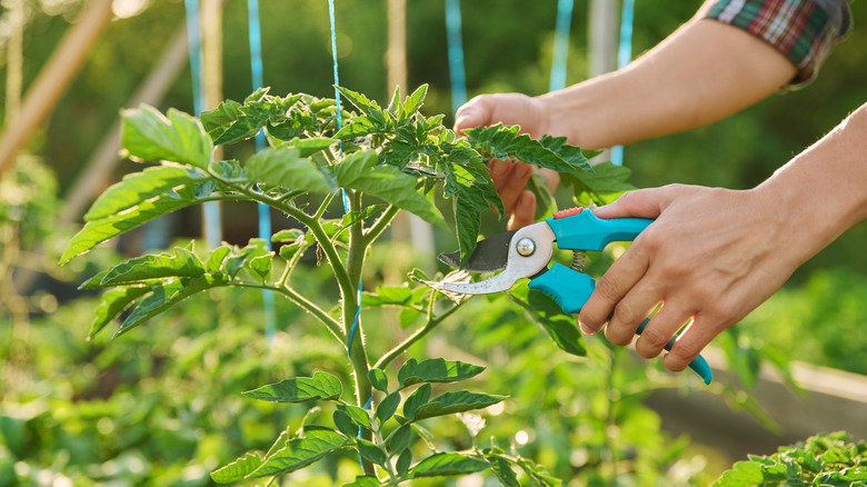 pruning a tomato plant in summer