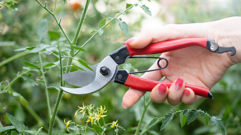 pruning tomato plants