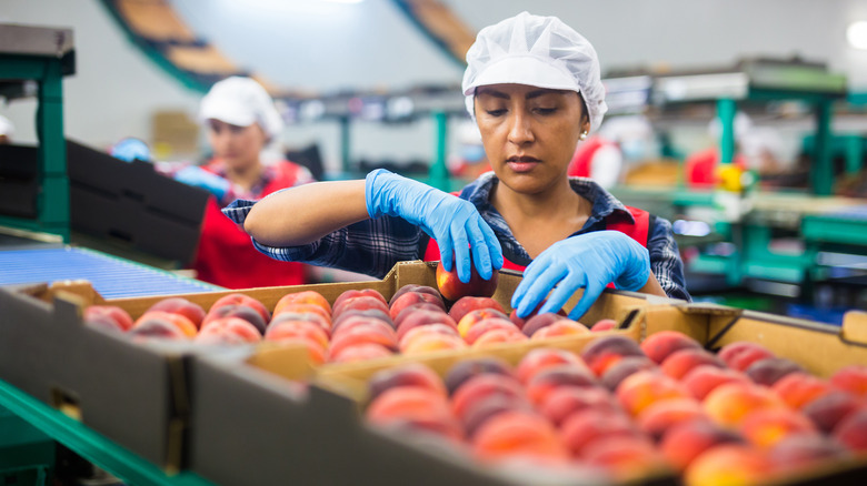 Food workers packing produce