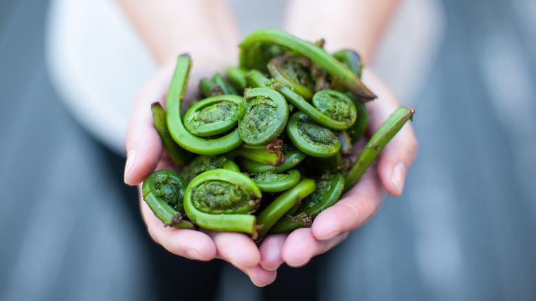 Fiddlehead fern in hands