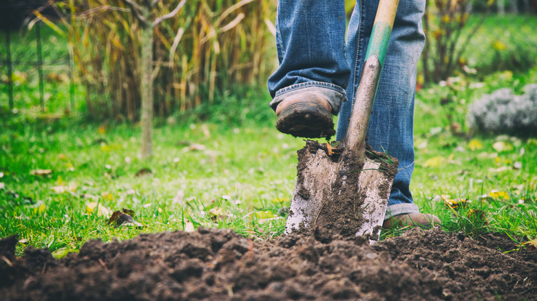 Gardener digging in a garden with a spade