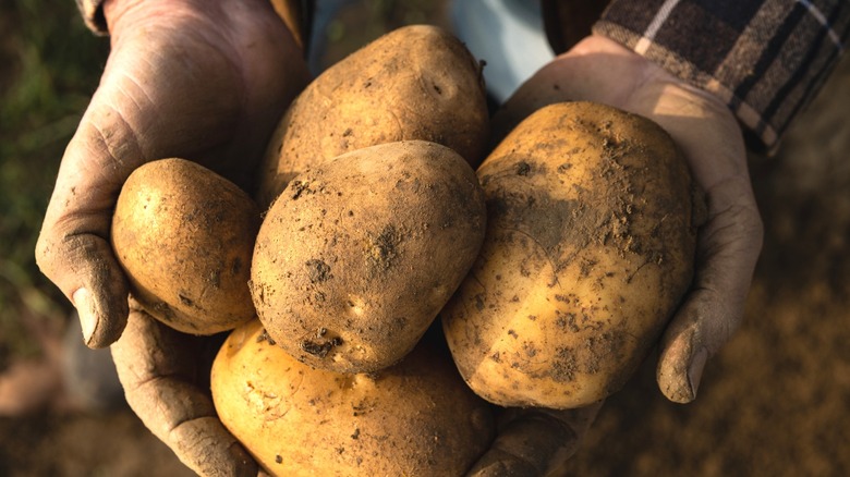 Potato farmer holding field potatoes 