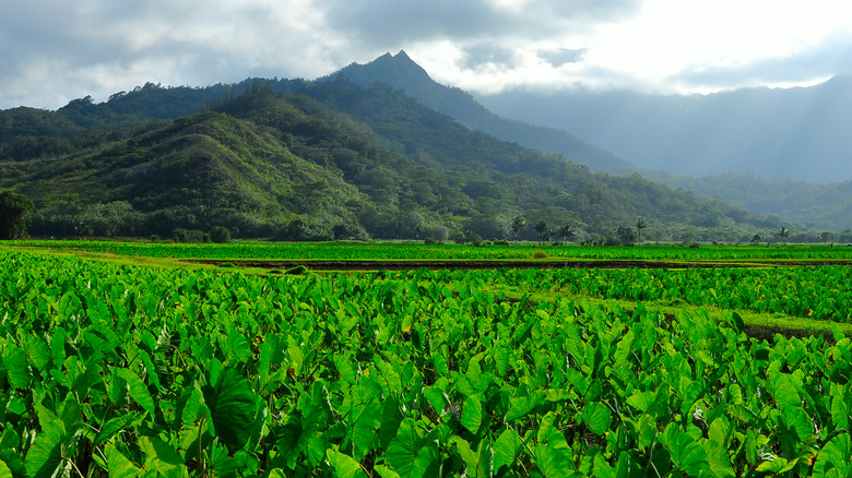 Hawaiian farmland with mountains in background