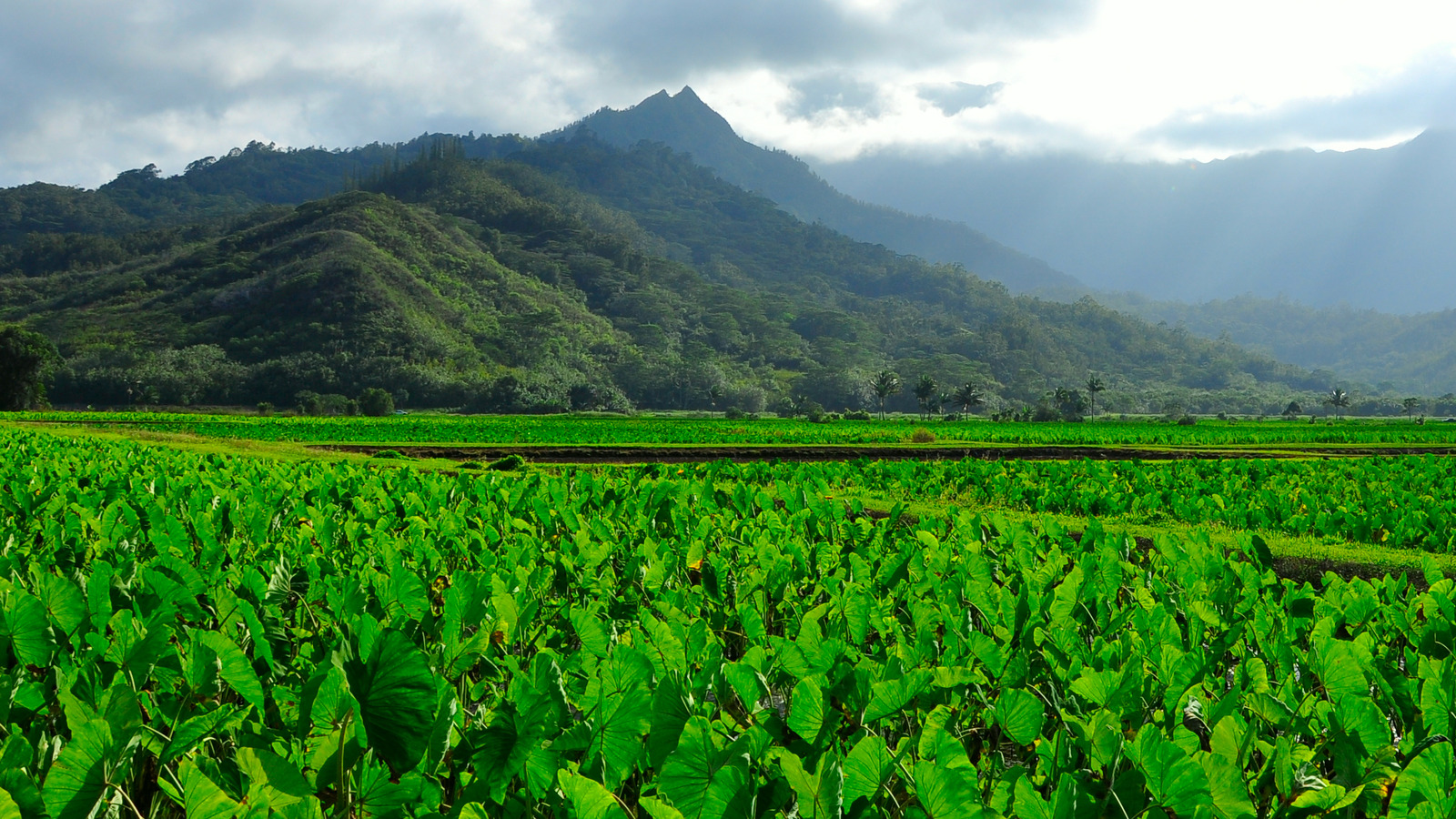 How GMO Research Has Damaged Hawaii's Agriculture