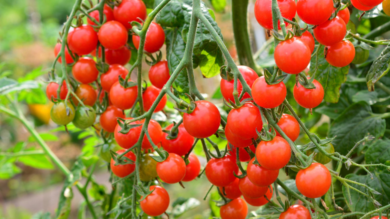cherry tomato clusters growing on a tomato plant