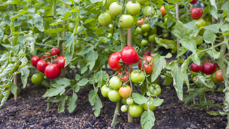 healthy tomato plants loaded with fruit in a garden setting