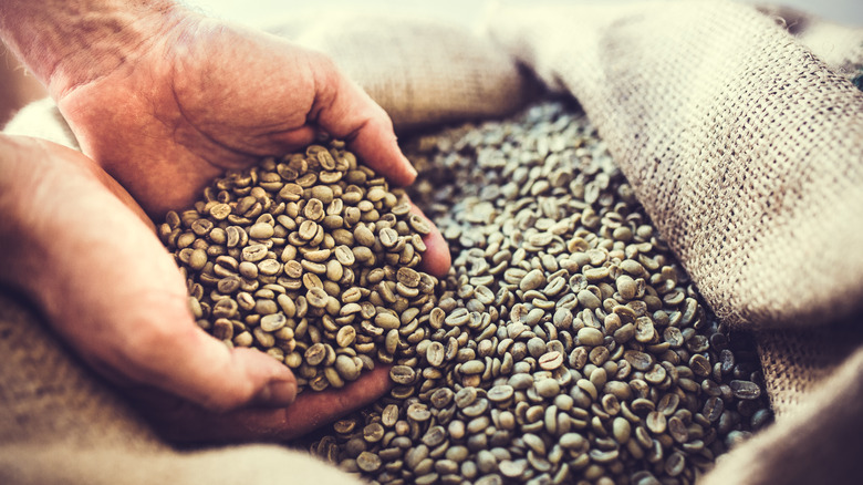 Man holds green coffee beans