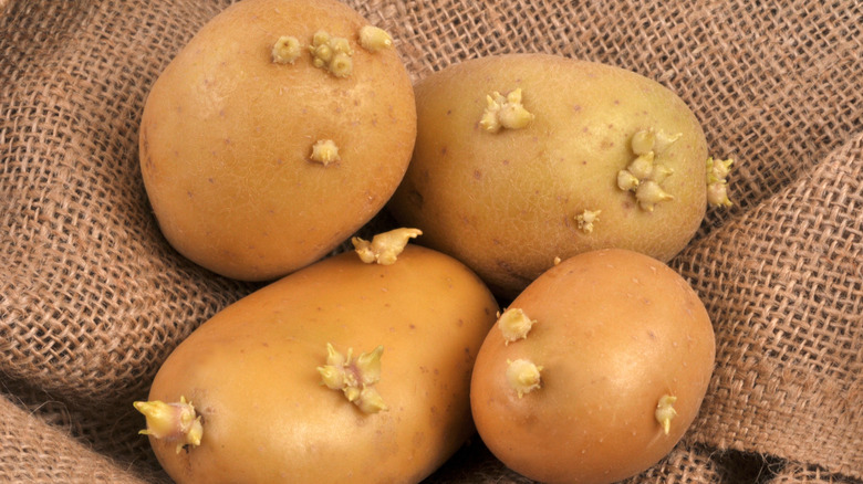 A close-up of sprouted potatoes on a burlap sack