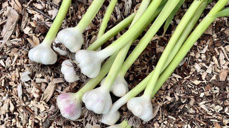 Freshly picked garlic stalks