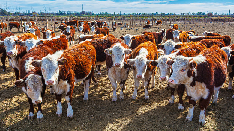 beef cattle on ranch