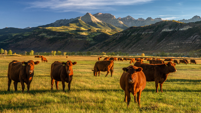 Cattle ranch in Colorado US.