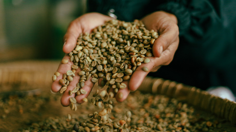 A farmer holds unroasted coffee beans while letting some fall into a container