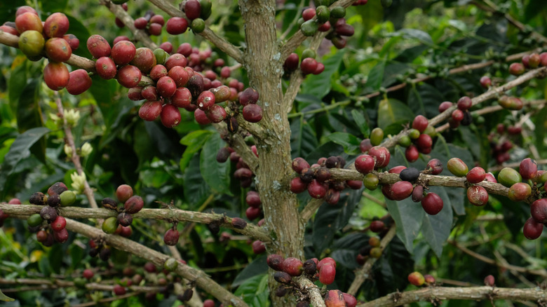 Red coffee fruit growing on a tree