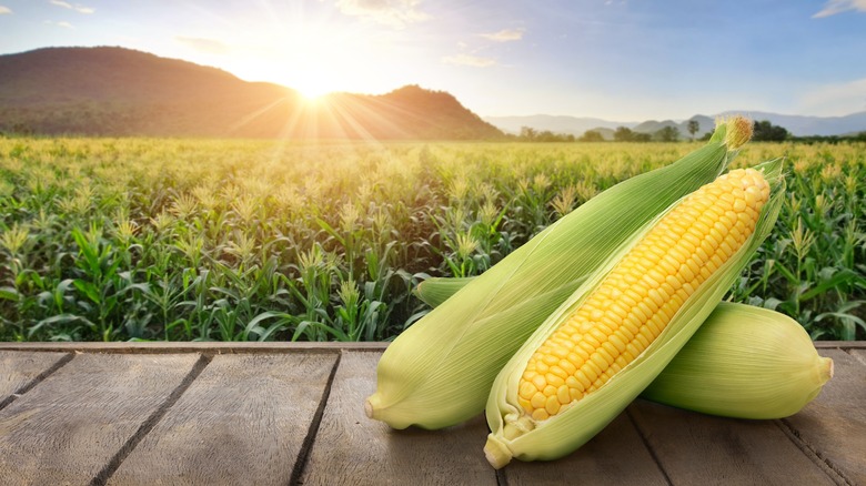 fresh corn in field