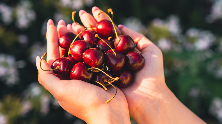 handful of cherries picked from a tree