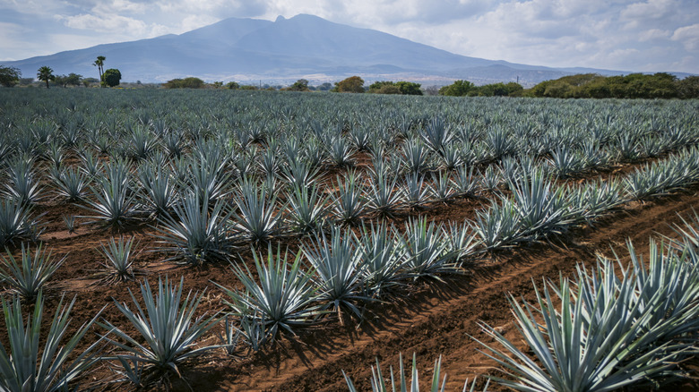 rows of Blue Weber agave