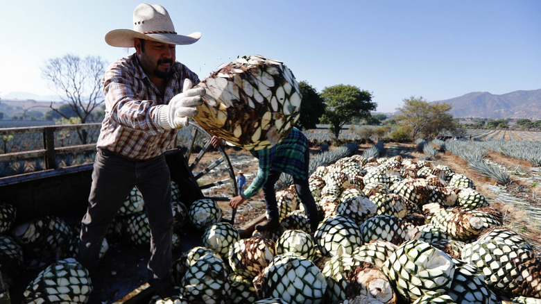 harvest piñas from blue agave