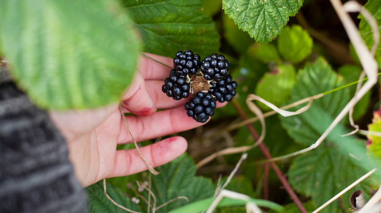 foraging for blackberries
