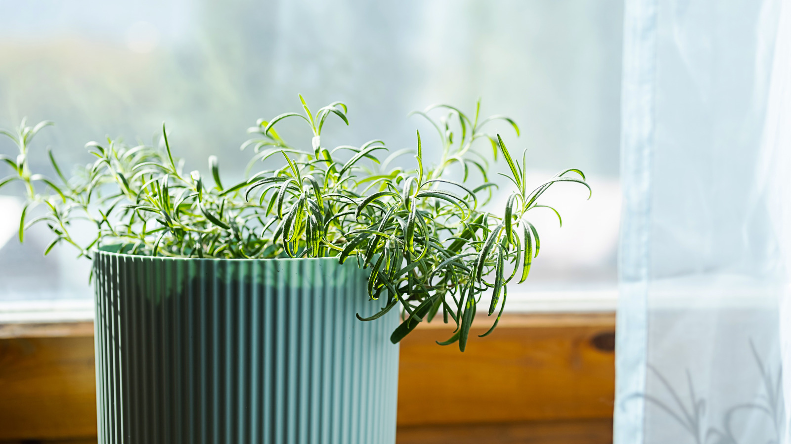 How Often You Really Need To Fertilize Your Indoor Herb Garden